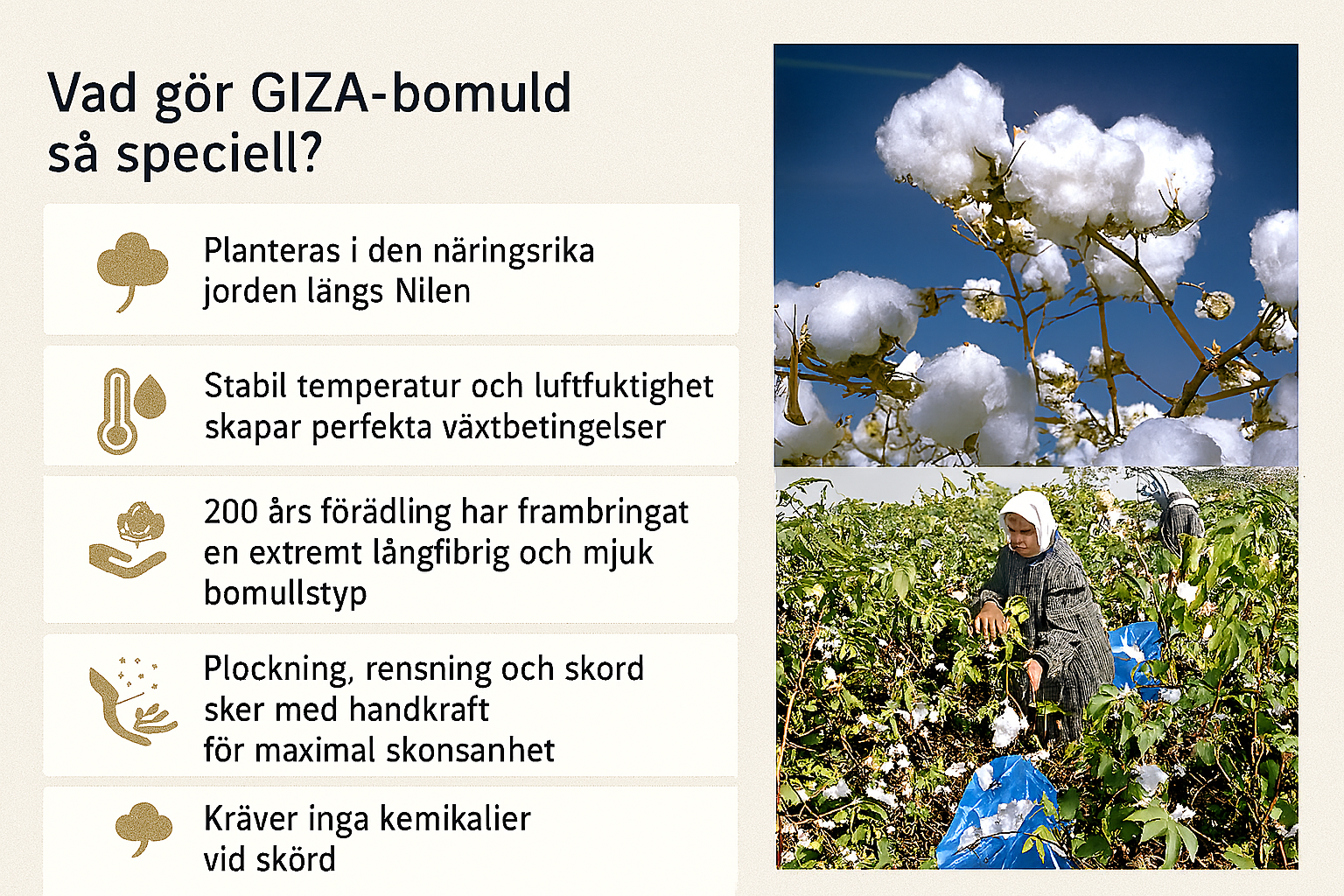 Giza bomullsfält och handplockning